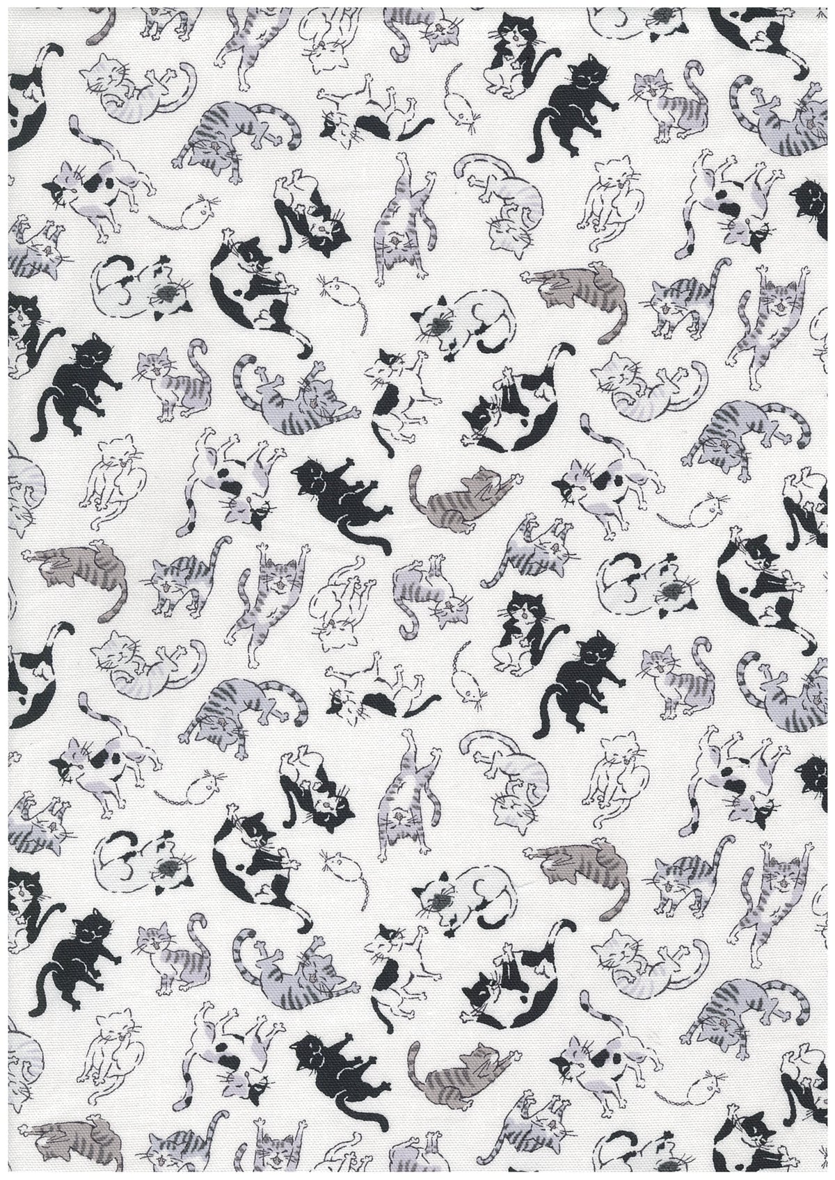 Kitties Cotton Oxford YQA-29010-1