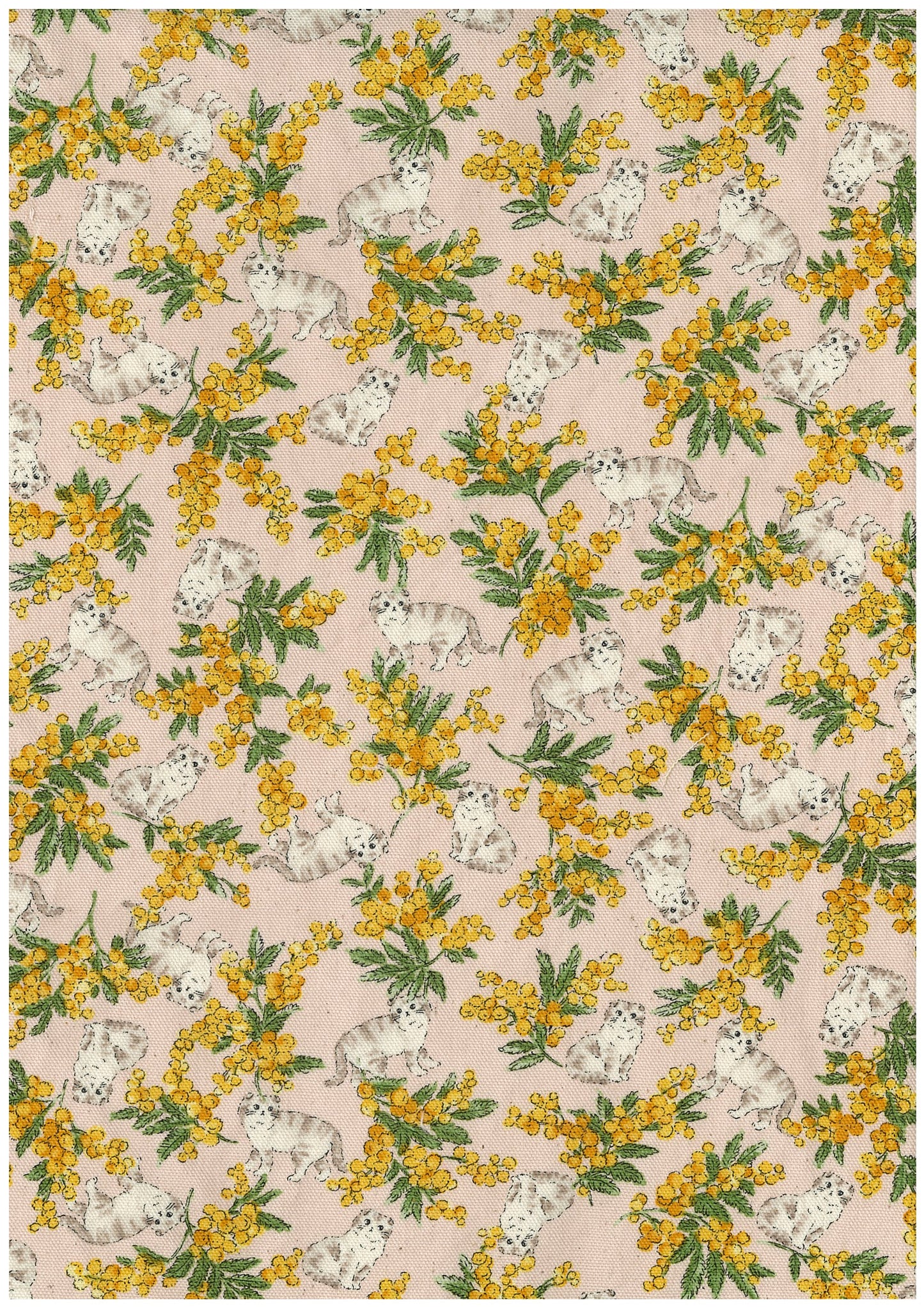 Sweeties Mimosa Cats Oxford YKA-46020-1