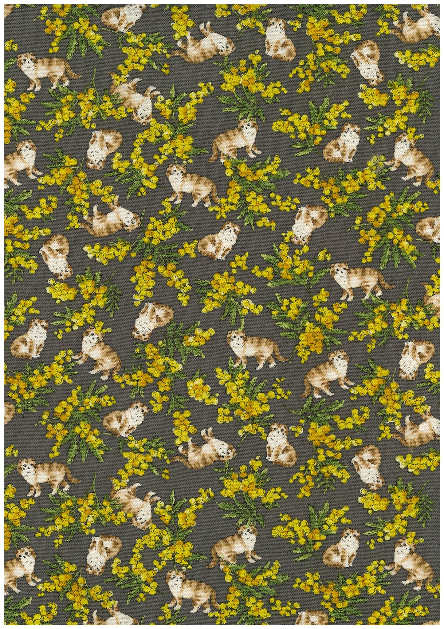 Sweeties Mimosa Cats Oxford YKA-46020-1