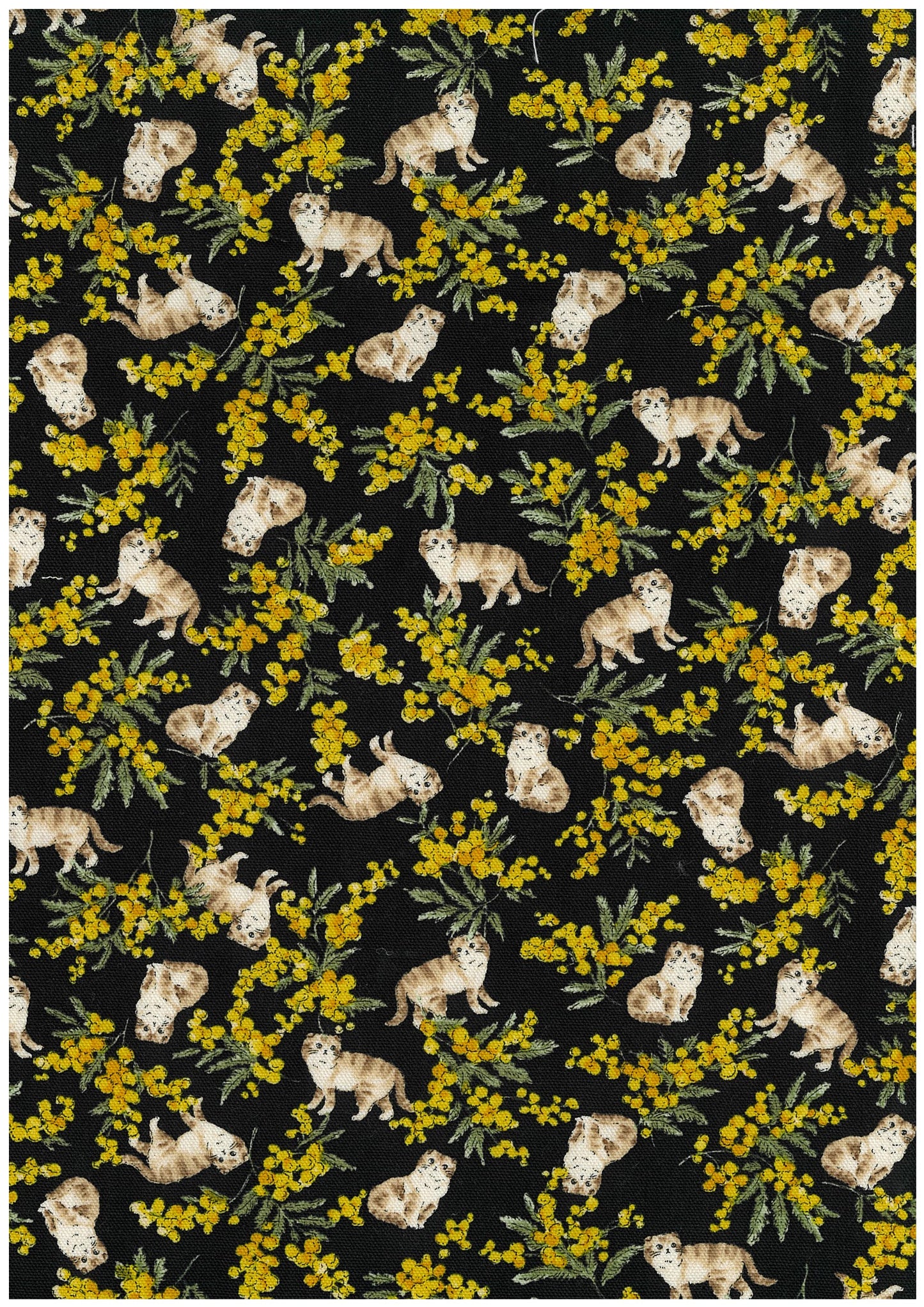 Sweeties Mimosa Cats Oxford YKA-46020-1
