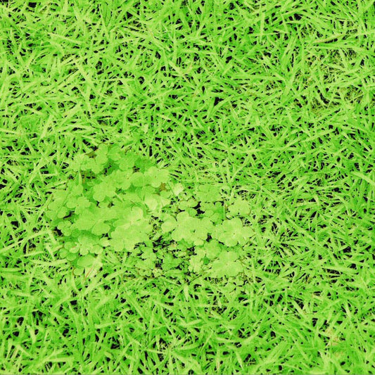 Grass Canvas HA-3037-1